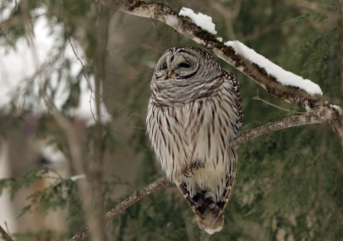 Barred Owl - ML418526131