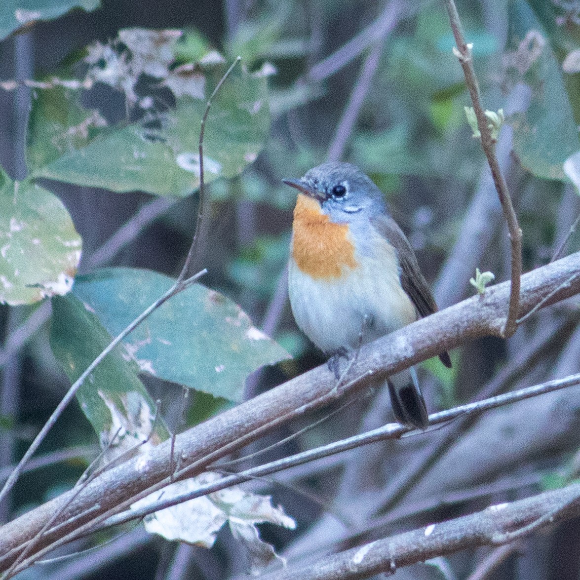 Red-breasted Flycatcher - ML418526641