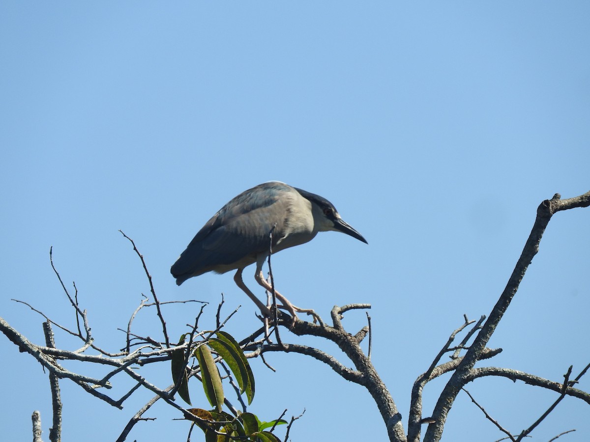 Black-crowned Night Heron - ML418528751