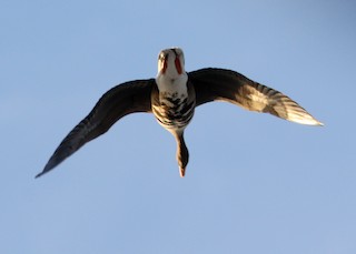 Greater White-fronted Goose, ML418534151