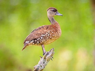  - Spotted Whistling-Duck