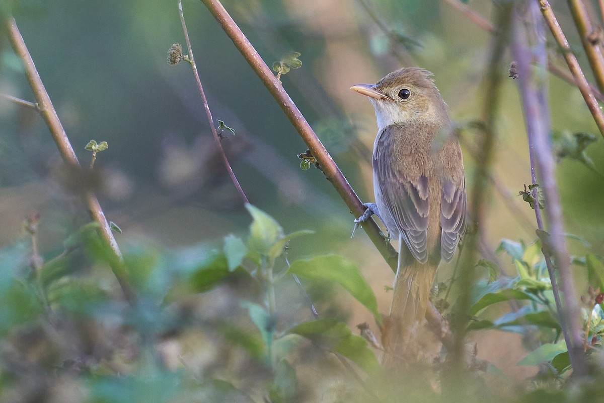 Thick-billed Warbler - Raghavendra  Pai