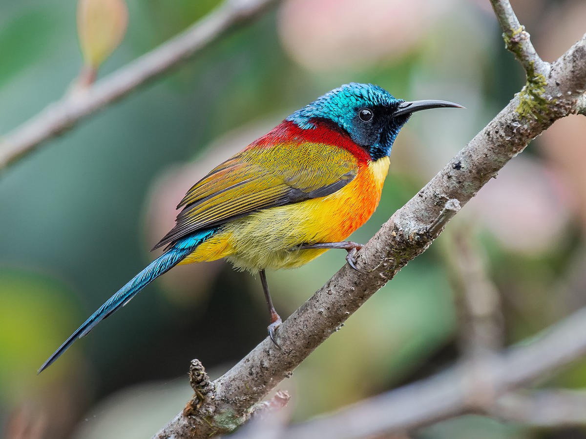 Green-tailed Sunbird - Aethopyga nipalensis - Birds of the World