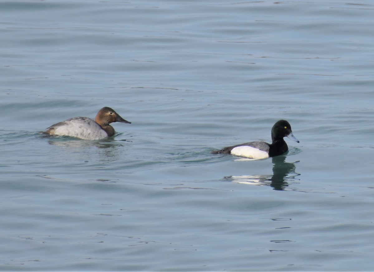 Greater Scaup - ML418552071