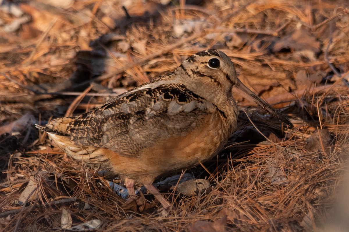 American Woodcock - ML418555071