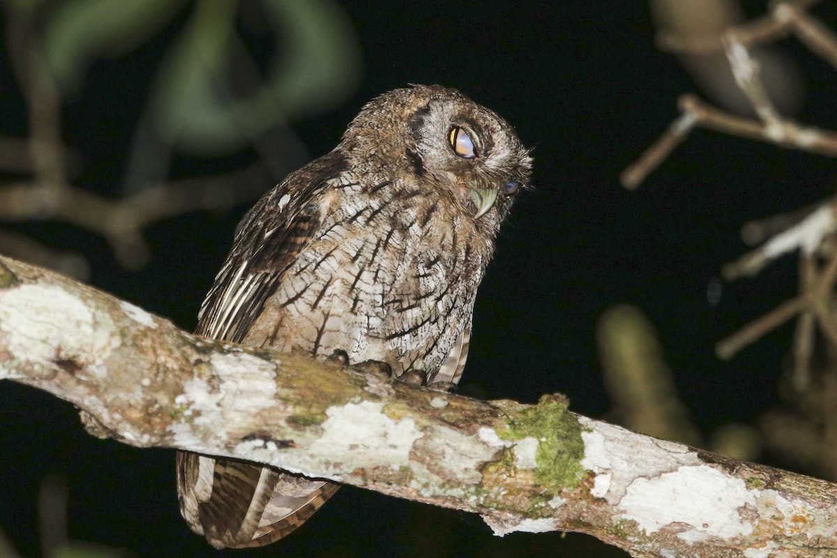 Tropical Screech-Owl - Jefferson Shank