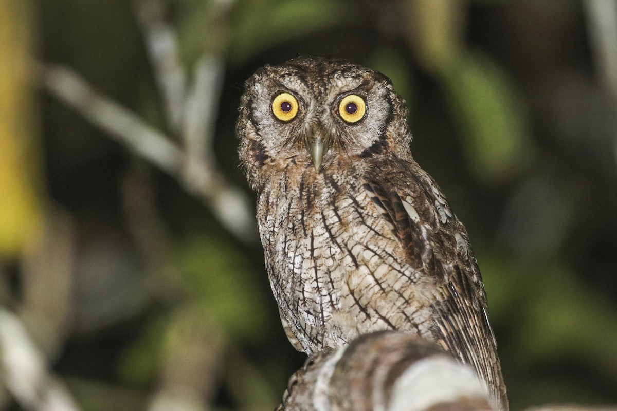 Tropical Screech-Owl - Jefferson Shank
