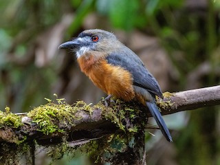  - White-faced Nunbird