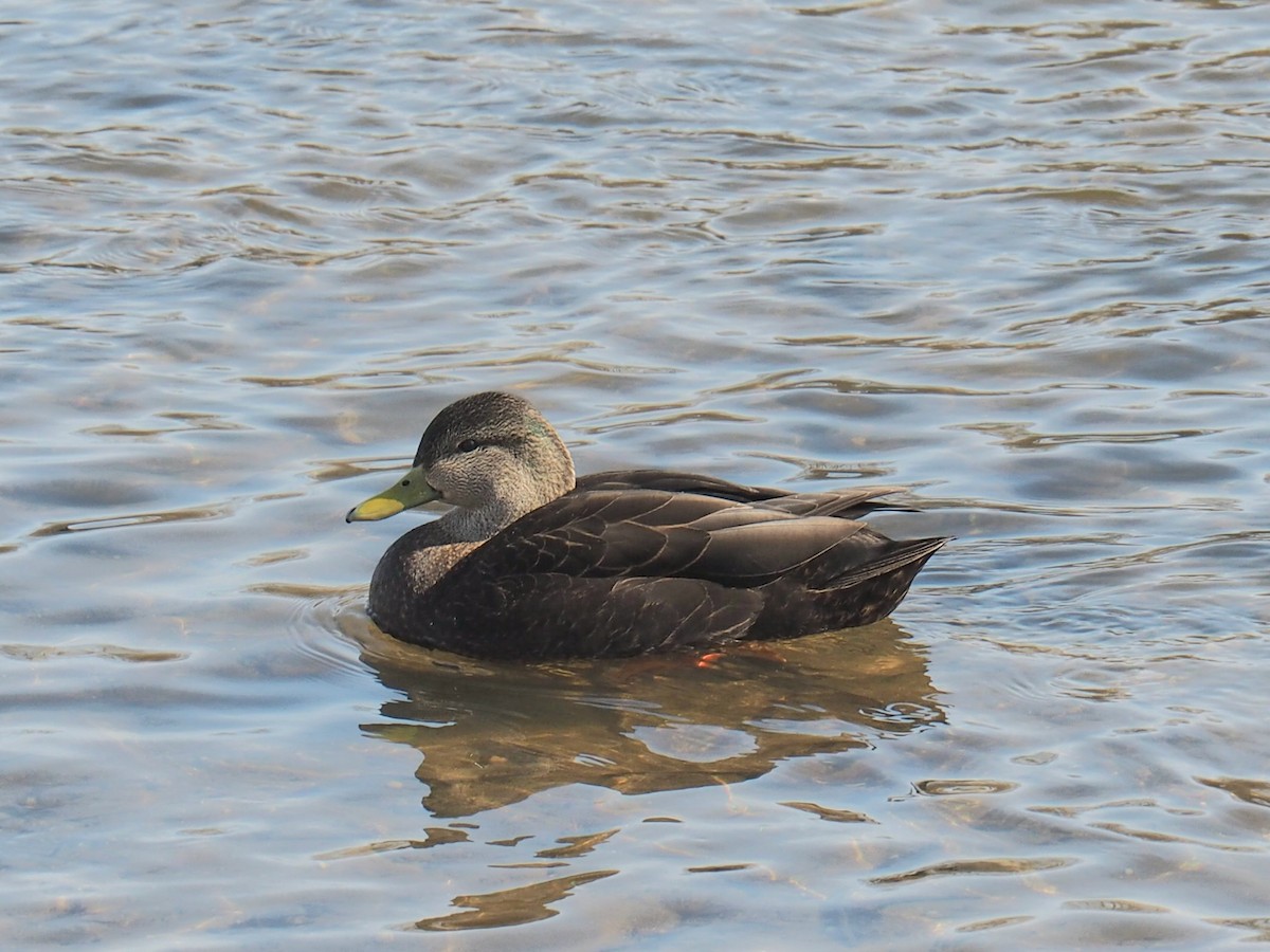 Mallard x American Black Duck (hybrid) - ML418567921