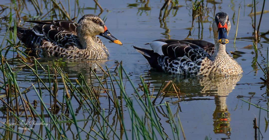 Indian Spot-billed Duck - ML418570621