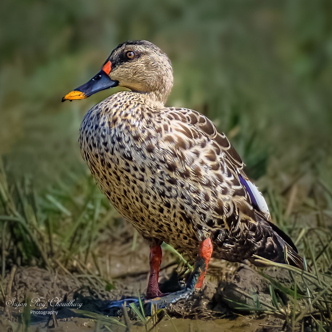 Indian Spot-billed Duck - Srijan Roy Choudhury