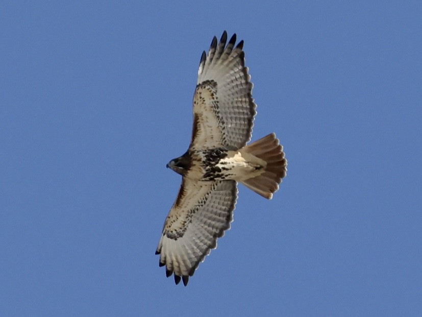 Red-tailed Hawk - ML418575811