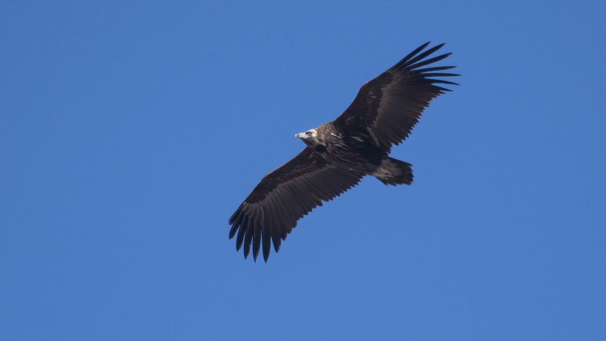 Cinereous Vulture - ML418576541