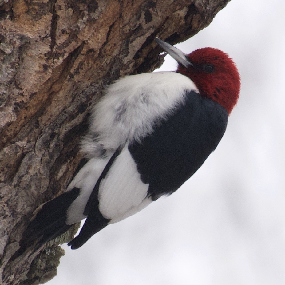Red-headed Woodpecker - Mimi Emig