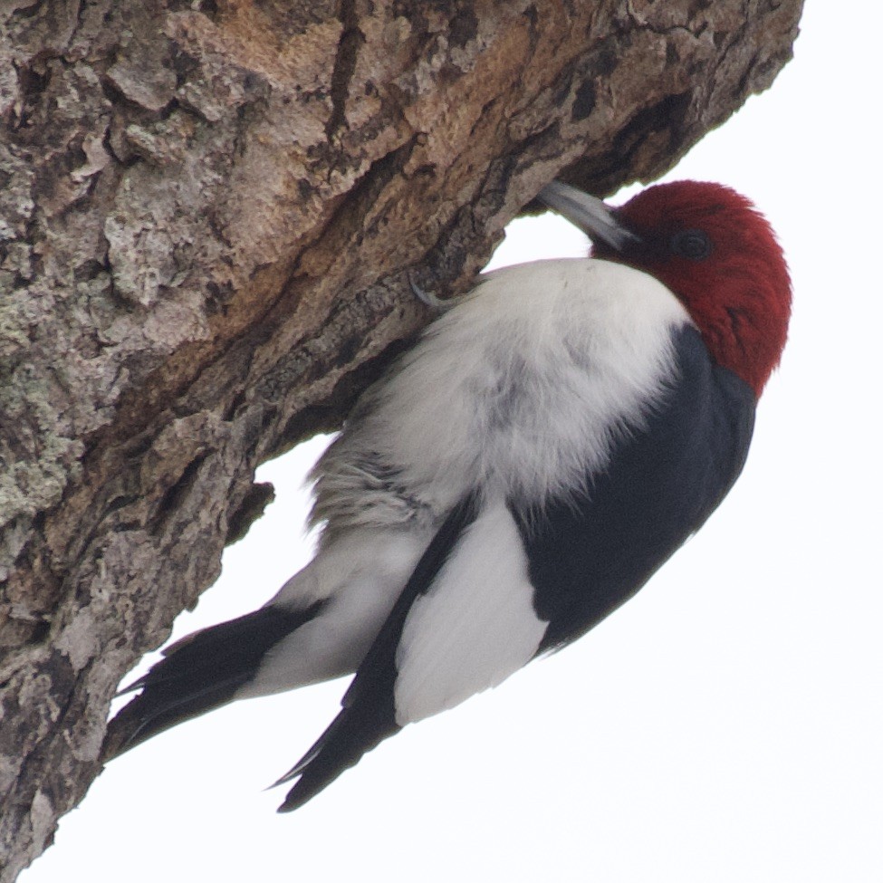 Red-headed Woodpecker - ML418578101