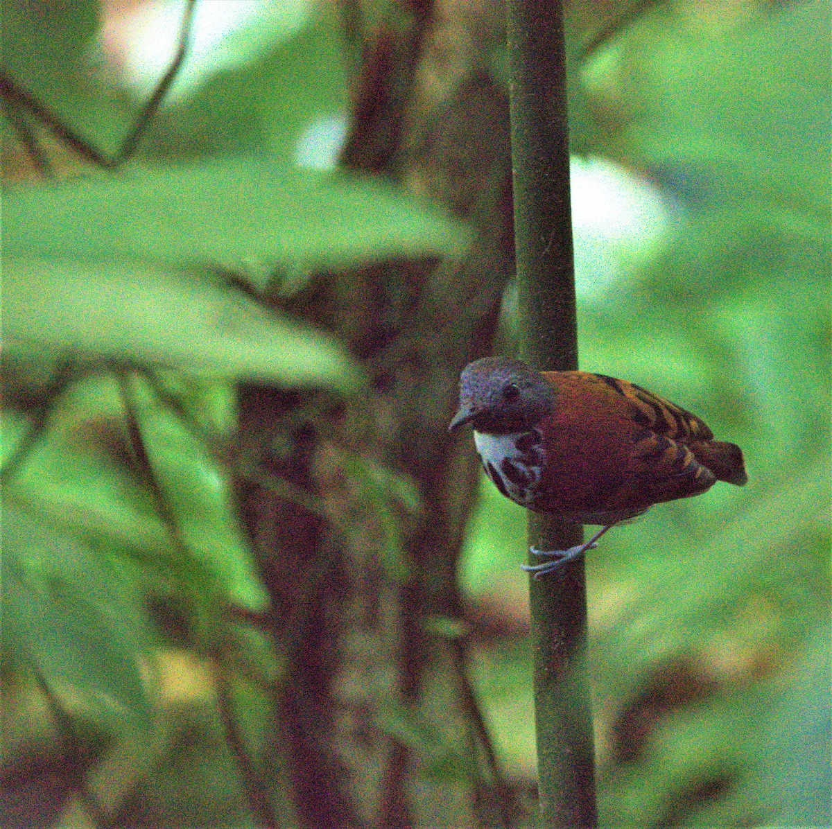 Spotted Antbird - John Ramírez Núñez