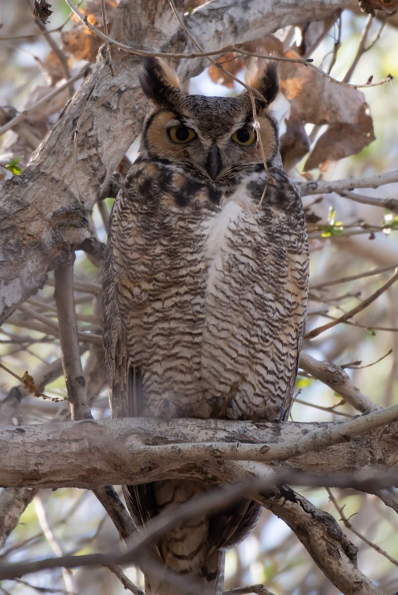 Great Horned Owl - Gordon Karre
