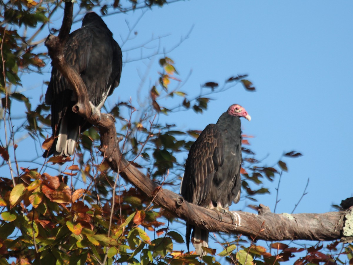 Turkey Vulture - Russ Ruffing