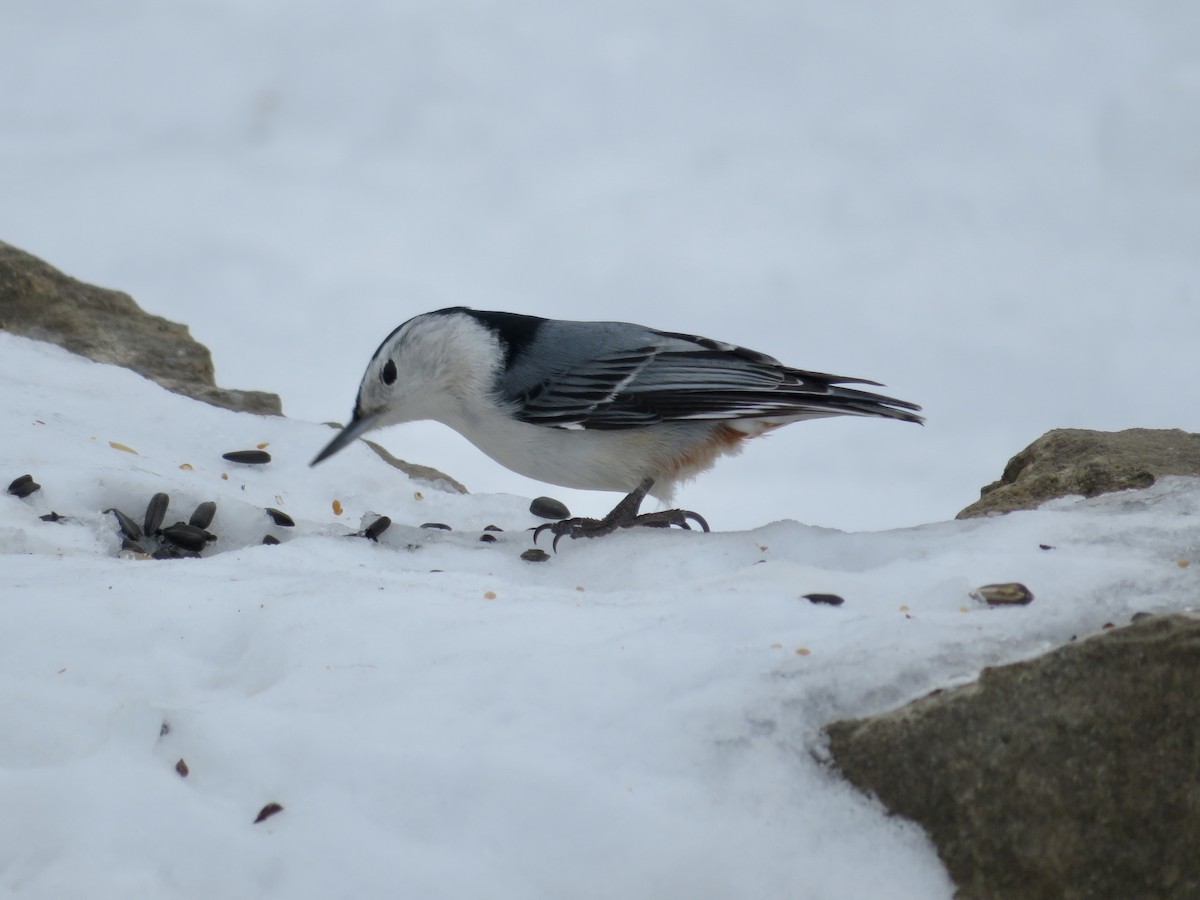 White-breasted Nuthatch - ML418595271