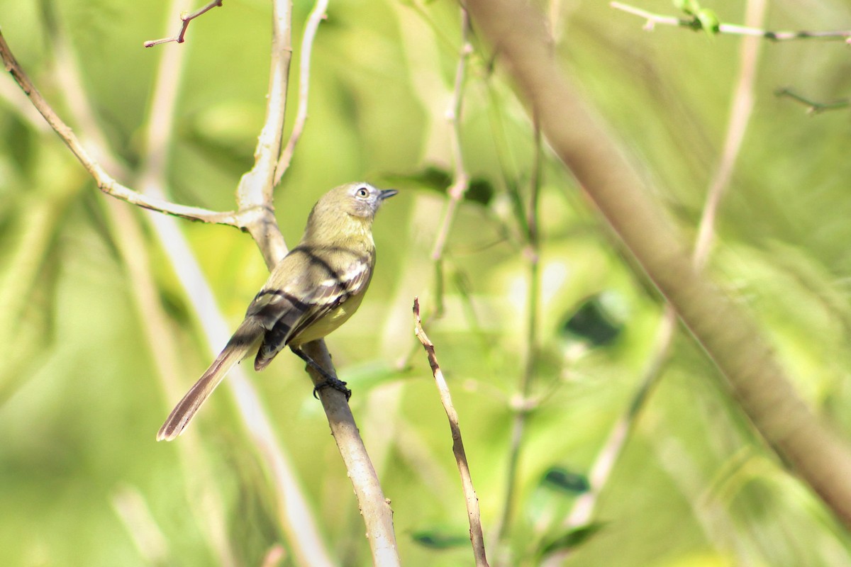 Pale-tipped Tyrannulet - ML418604771