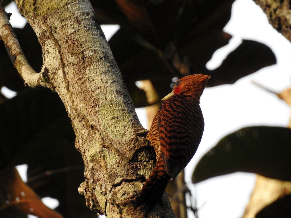 Waved Woodpecker (Waved) - ML418608361