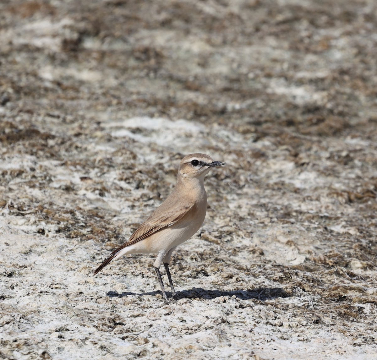 Isabelline Wheatear - James Conder