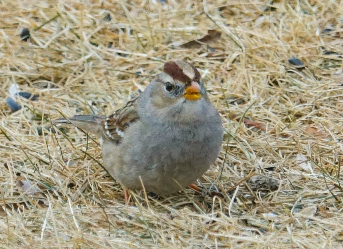White-crowned Sparrow - ML418622141