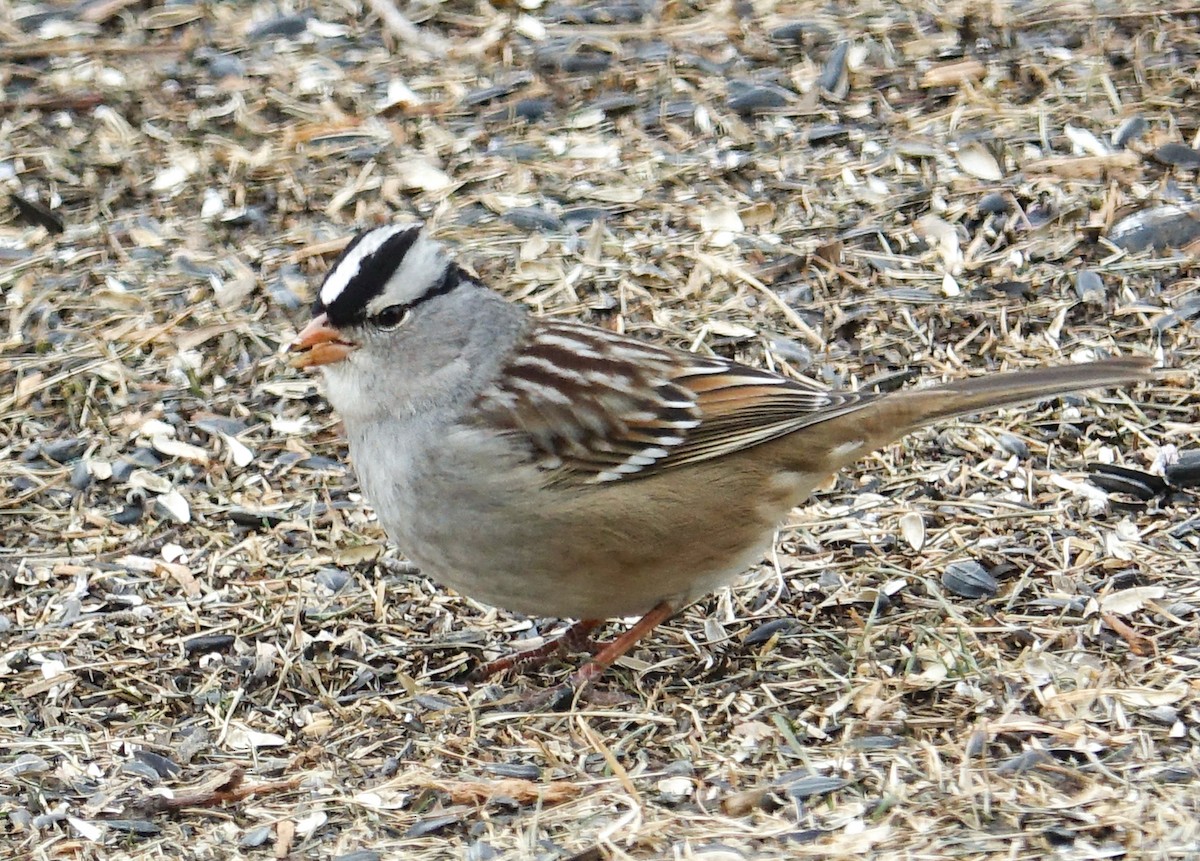 White-crowned Sparrow - ML418622301