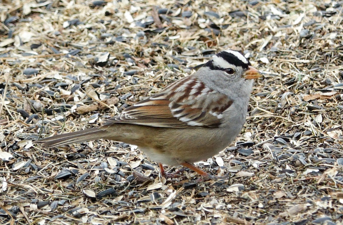 White-crowned Sparrow - ML418622311