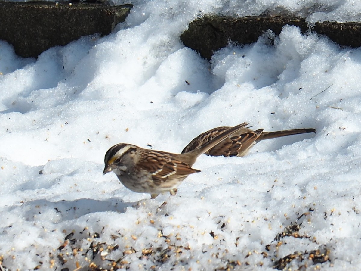 White-throated Sparrow - ML418624401