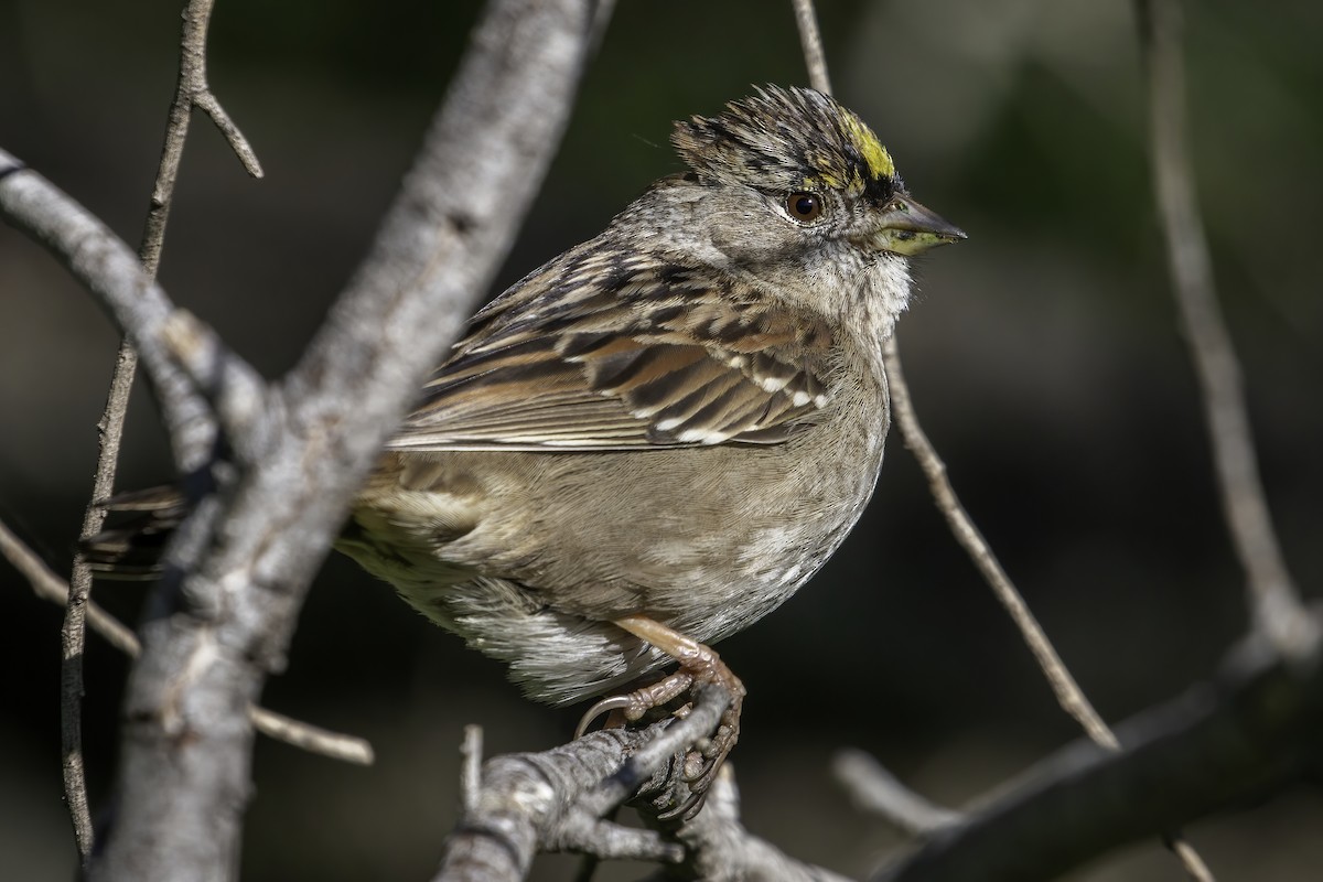 Golden-crowned Sparrow - ML418629511