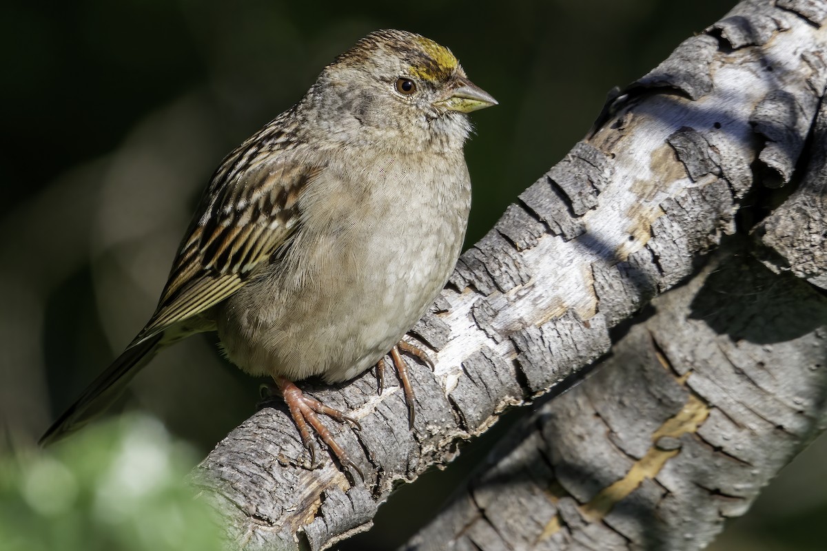 Golden-crowned Sparrow - ML418629541