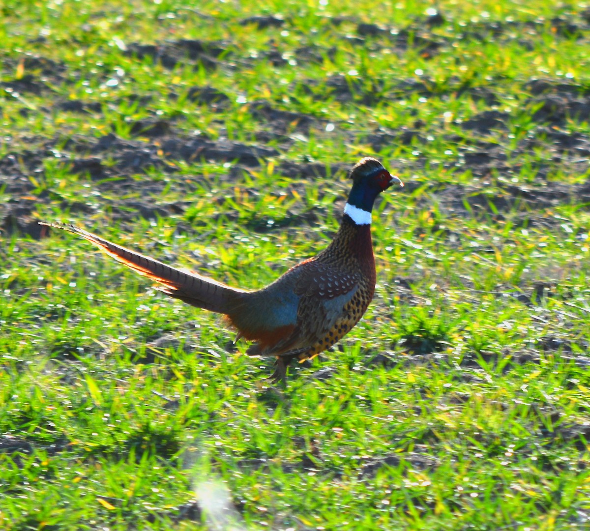 Ring-necked Pheasant - ML418631621