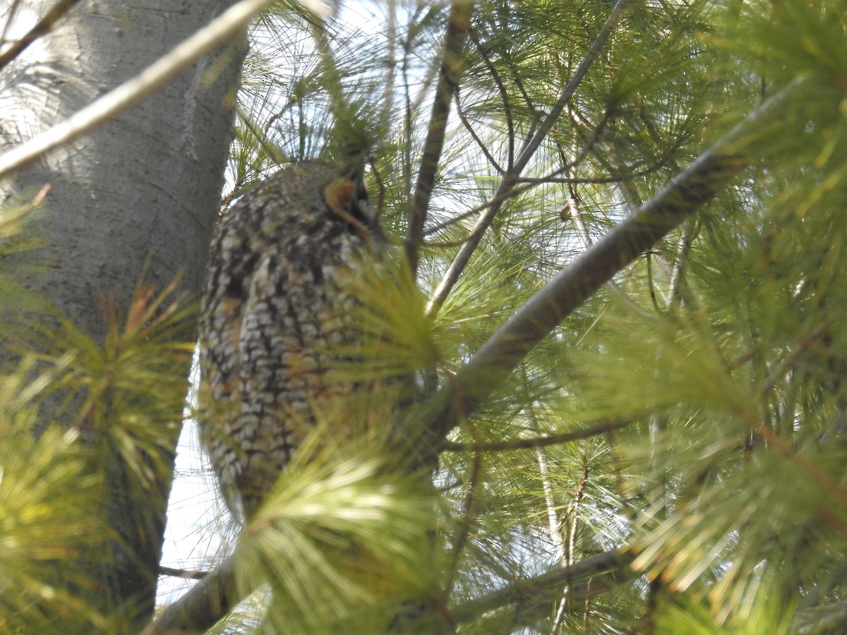 Long-eared Owl - ML418633231