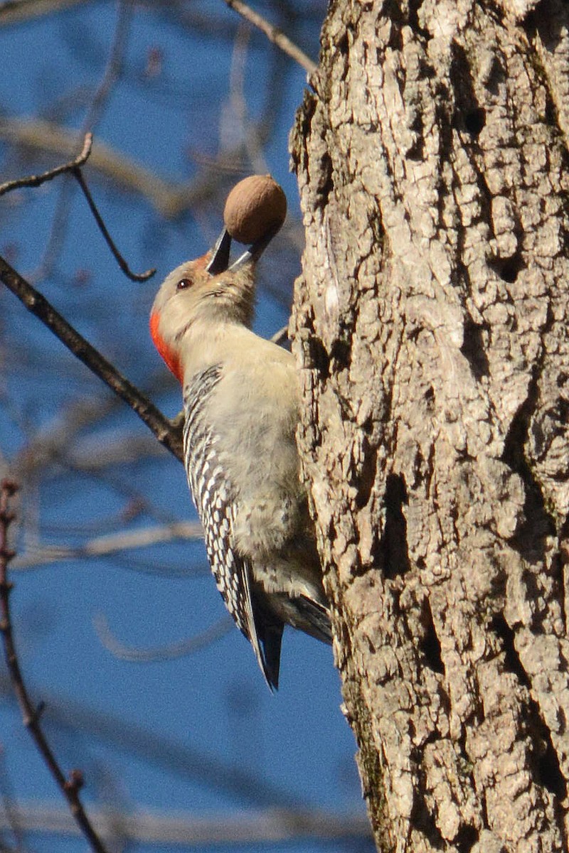 Red-bellied Woodpecker - Josh Lewis