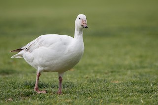 Snow Goose