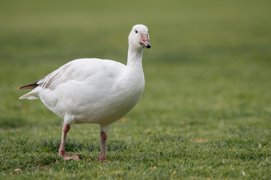 Snow Goose
