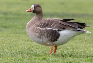 Greater White-fronted Goose, ML418640201