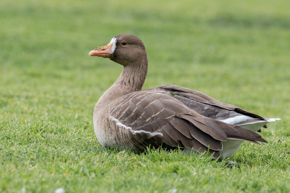 Greater White-fronted Goose - ML418640221