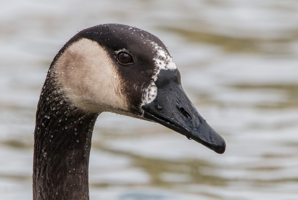 Domestic goose sp. x Canada Goose (hybrid) - Braxton Landsman