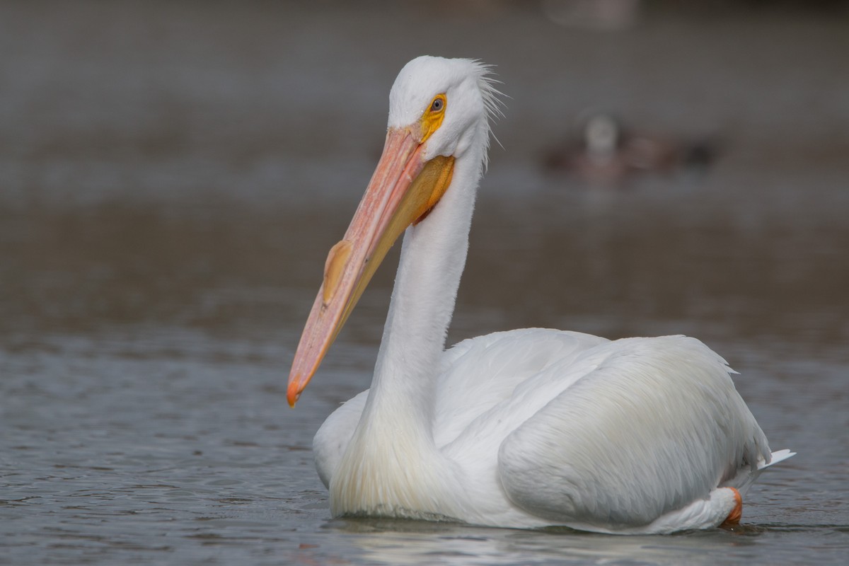 American White Pelican - Braxton Landsman
