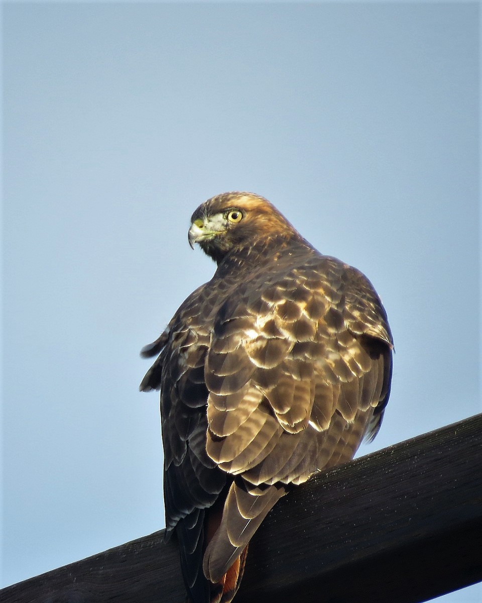 Red-tailed Hawk - Michael Barry