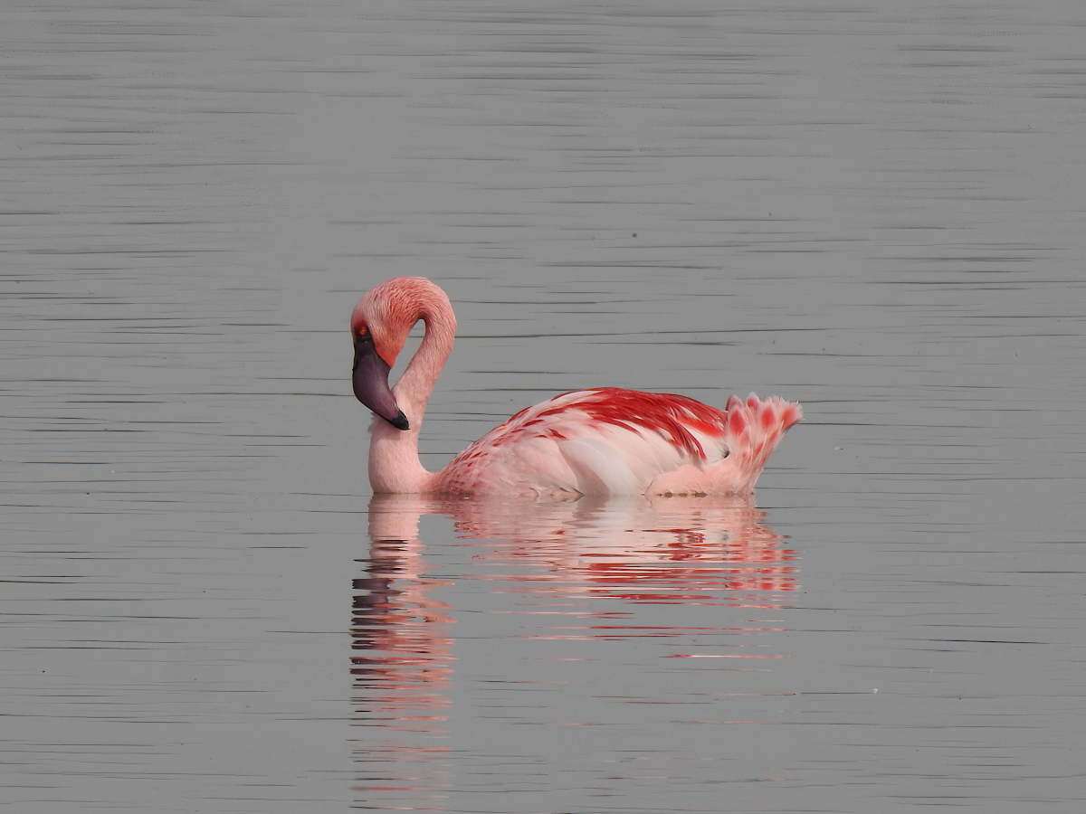 Lesser Flamingo - ML418643601