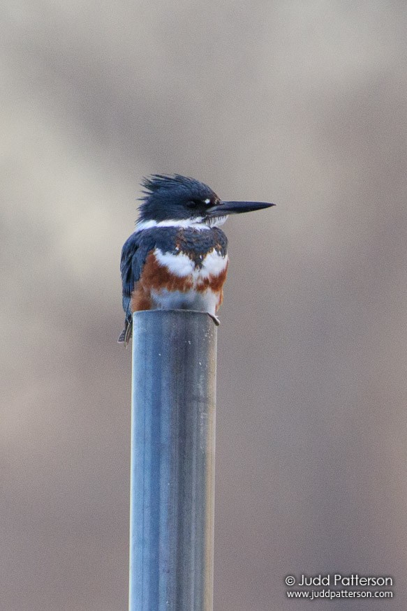 Belted Kingfisher - ML41864611
