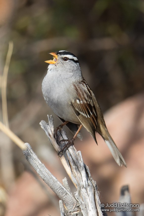 White-crowned Sparrow - ML41864661