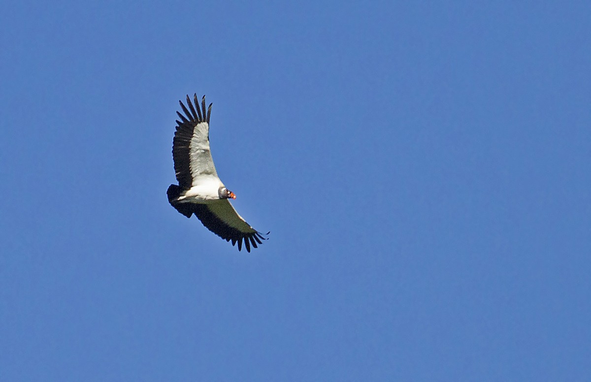 King Vulture - Peter Candido