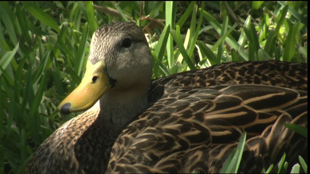 Mottled Duck (Florida) - ML418655