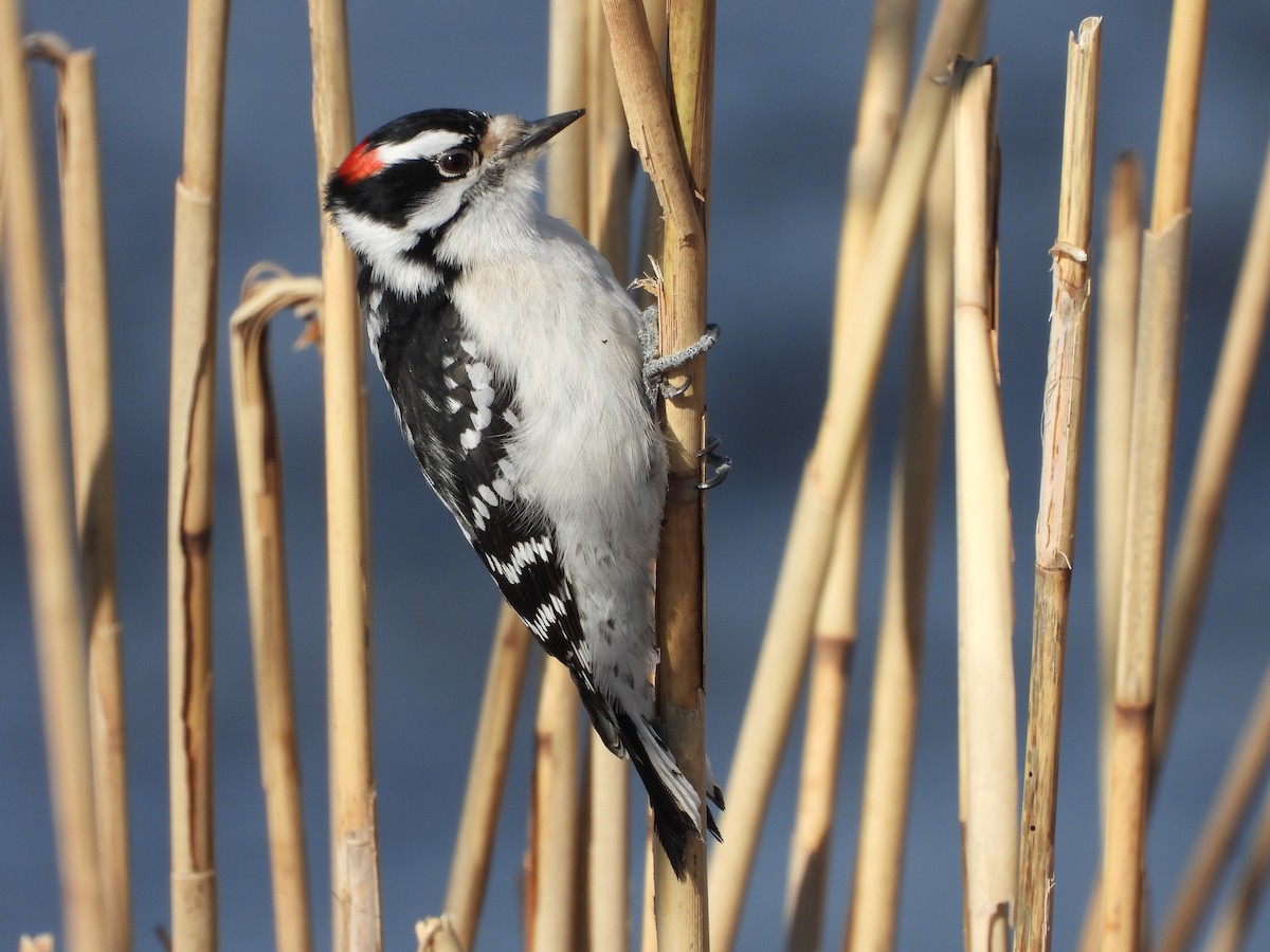Downy Woodpecker - Palm Warbler