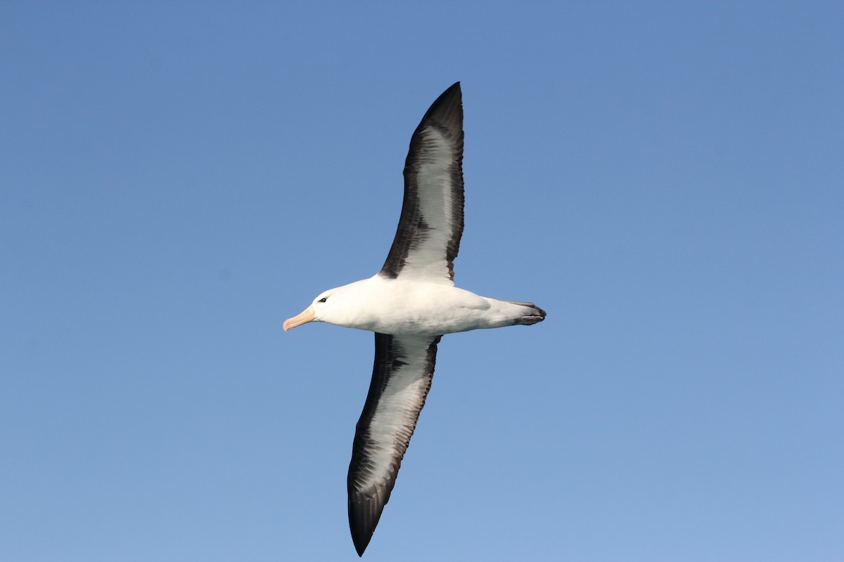 Albatros Ojeroso (melanophris) - ML418657991