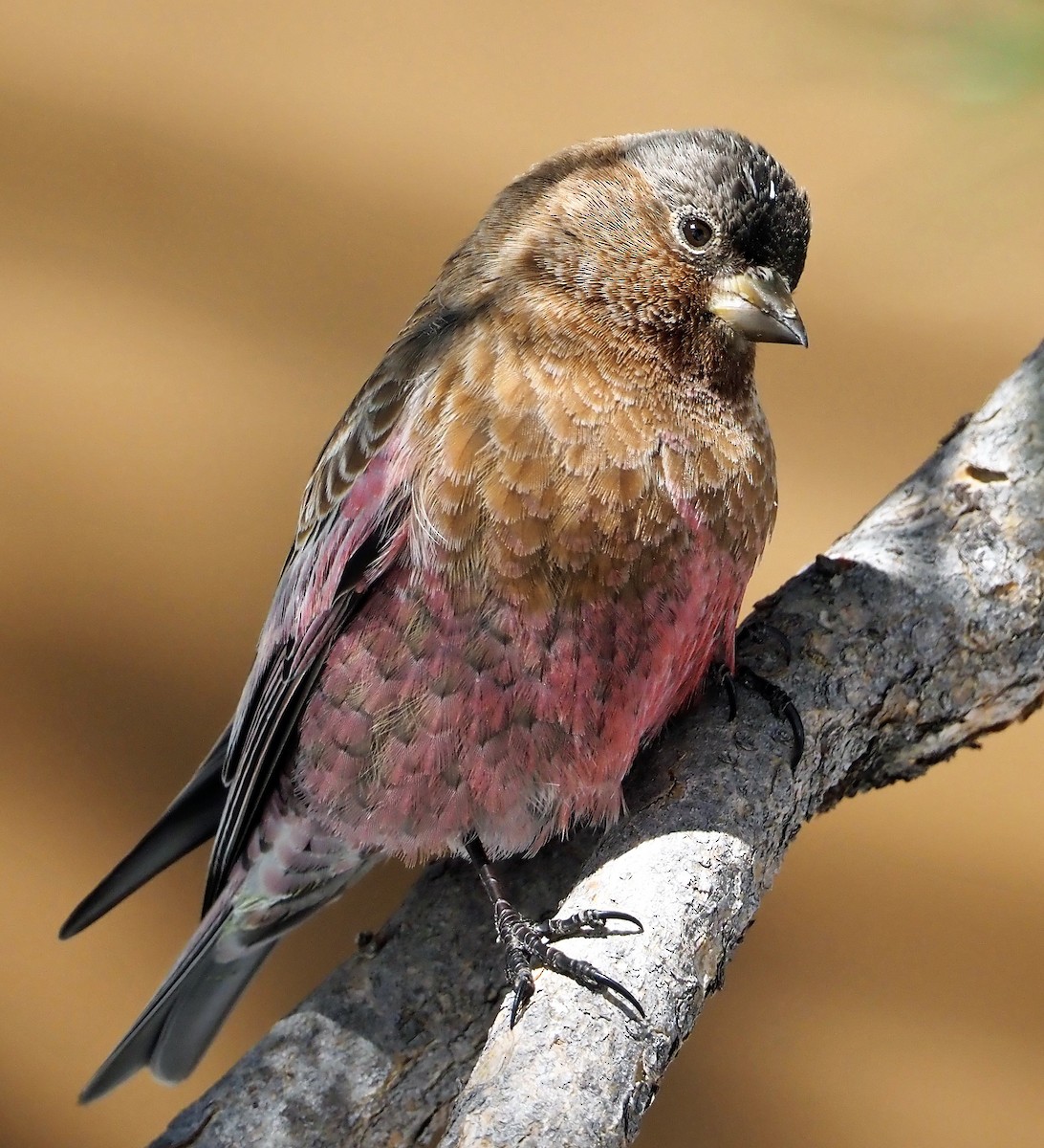 Brown-capped Rosy-Finch - ML418658461